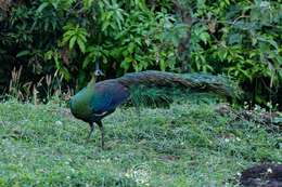 Image of Green Peafowl