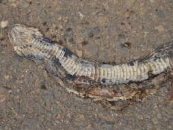 Image of Black Copper Rat Snake