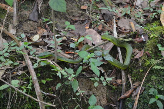 Image of Trimeresurus sabahi Regenass & Kramer 1981