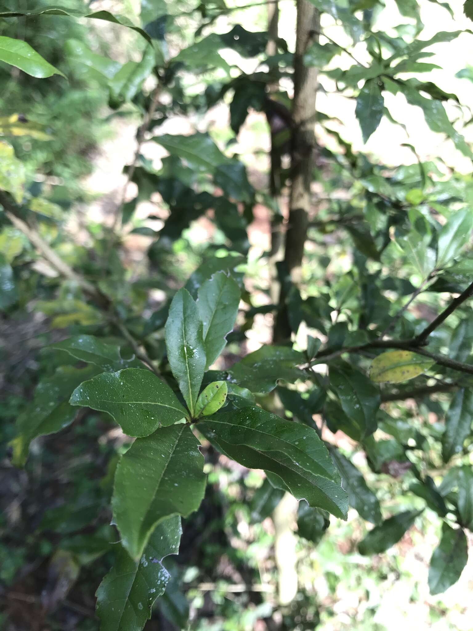 Слика од Cordia americana (L.) Gottschling & J. S. Mill.