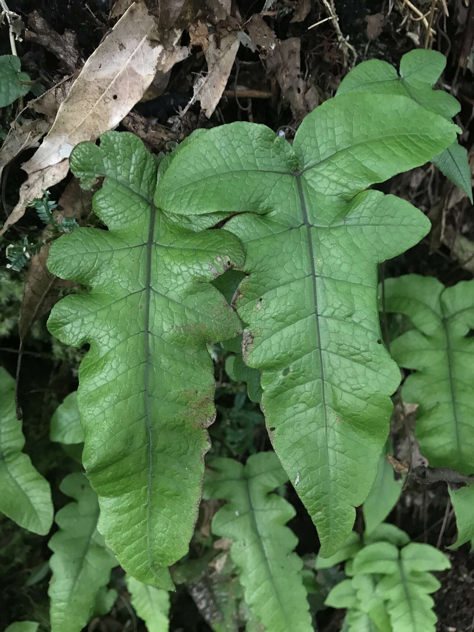 Image of Stegnogramma wilfordii (Hook.) Seriz.