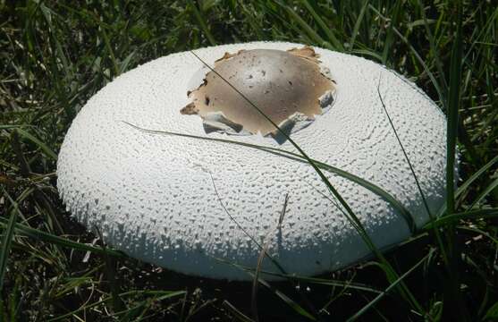 Image of Macrolepiota zeyheri Heinem. 1962