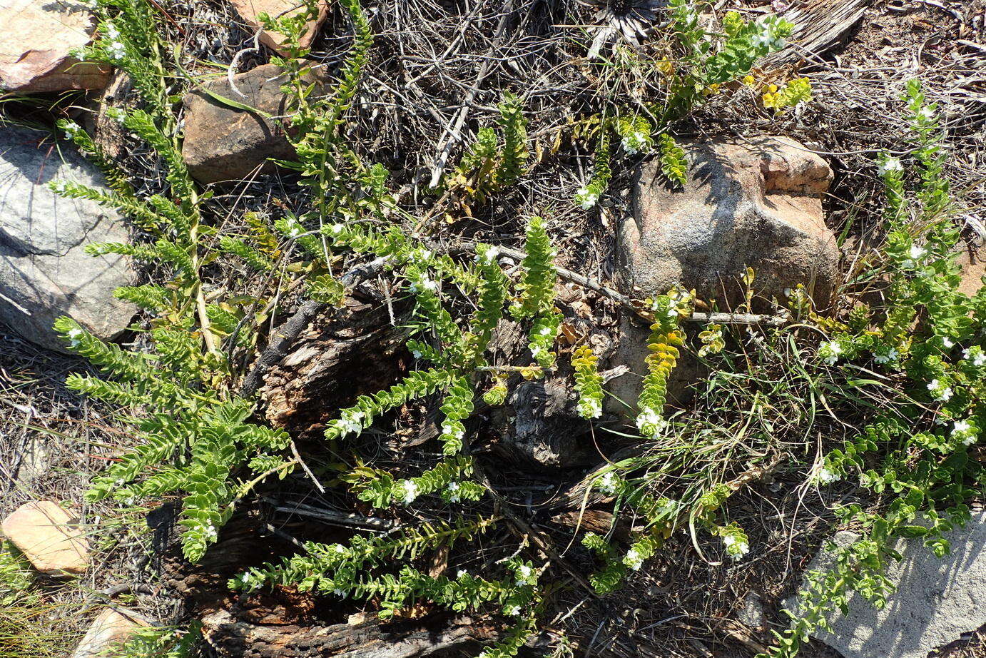 Plancia ëd Oftia africana (L.) Bocq. ex Baill.