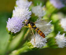 Image of Sphaerophoria macrogaster (Thomson 1869)