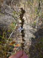 Wahlenbergia longifolia (A. DC.) Lammers resmi