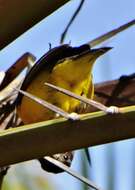 Image de Ploceus bicolor bicolor Vieillot 1819