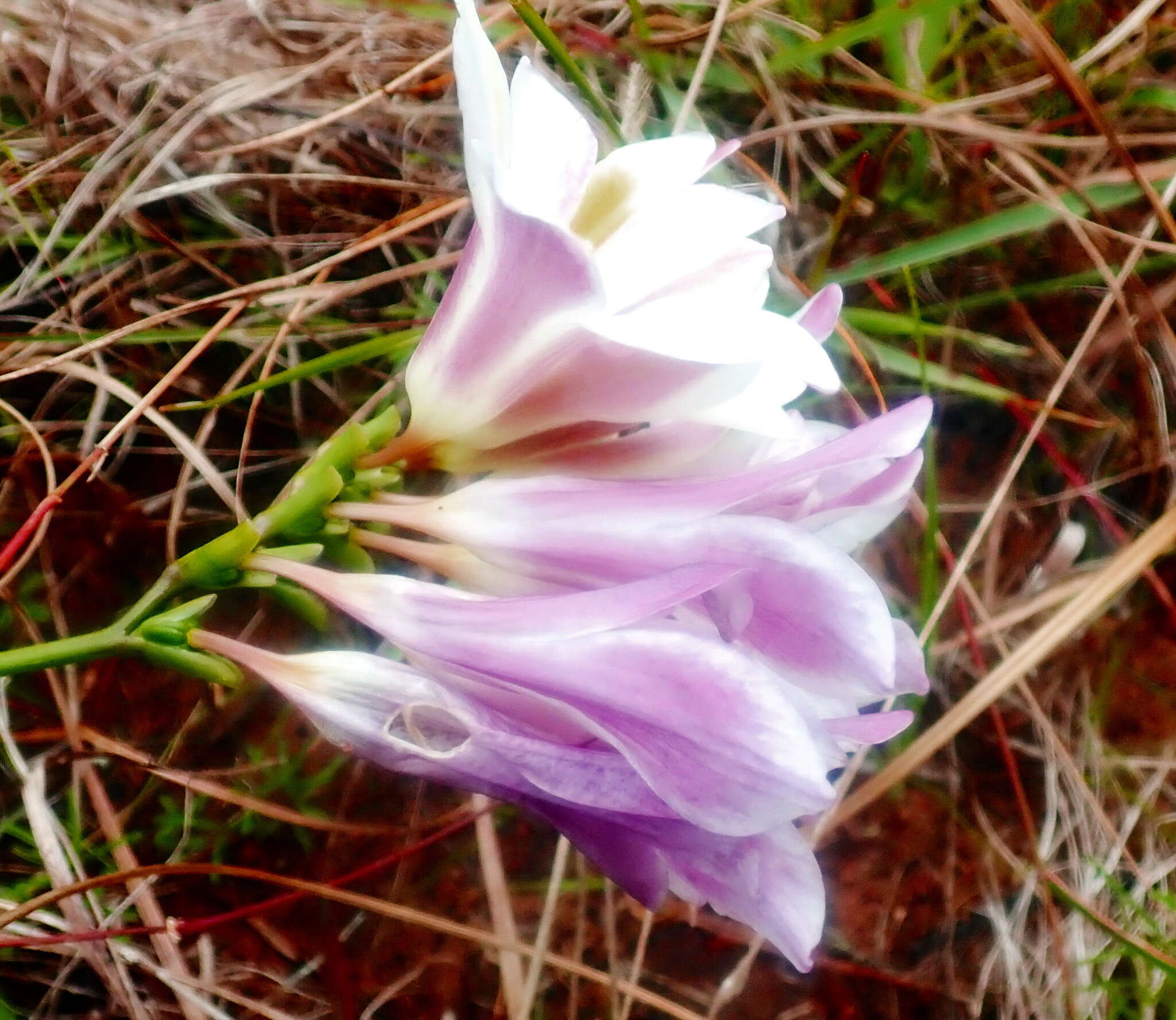 Image of Freesia leichtlinii subsp. alba (G. L. Mey.) J. C. Manning & Goldblatt