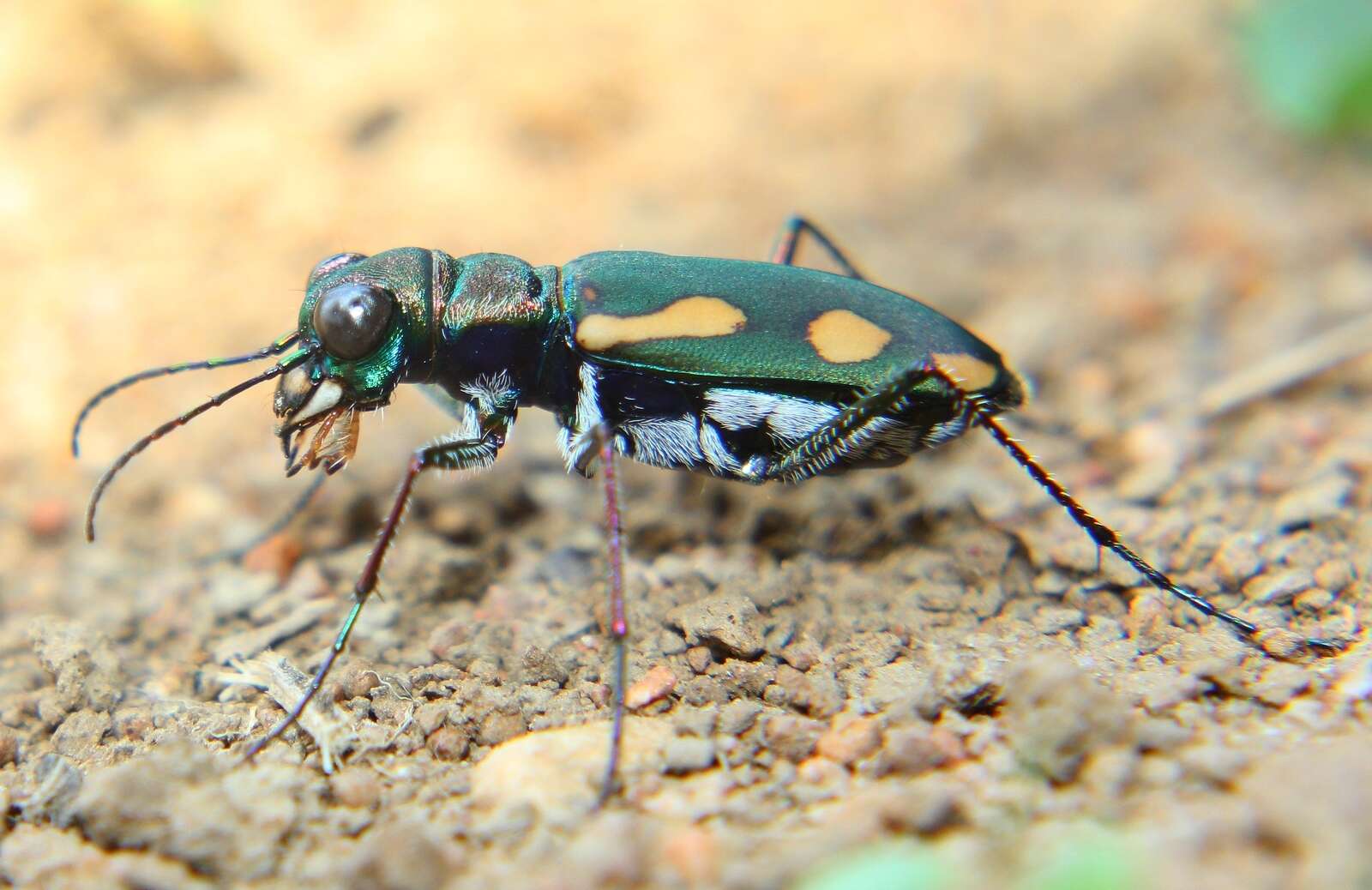 Image de Cicindela (Ancylia) guttata Wiedemann 1823