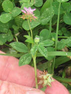 Image of reversed clover