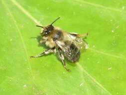 Image of Anthophora furcata (Panzer 1798)