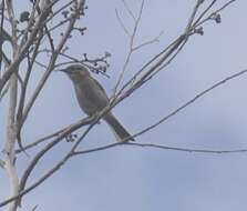 Image of Caligavis Honeyeaters