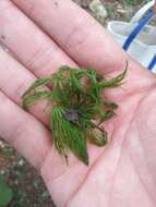 Image of Prickly Hornwort