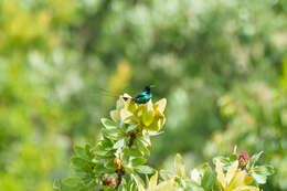 Image of Red-tufted Sunbird