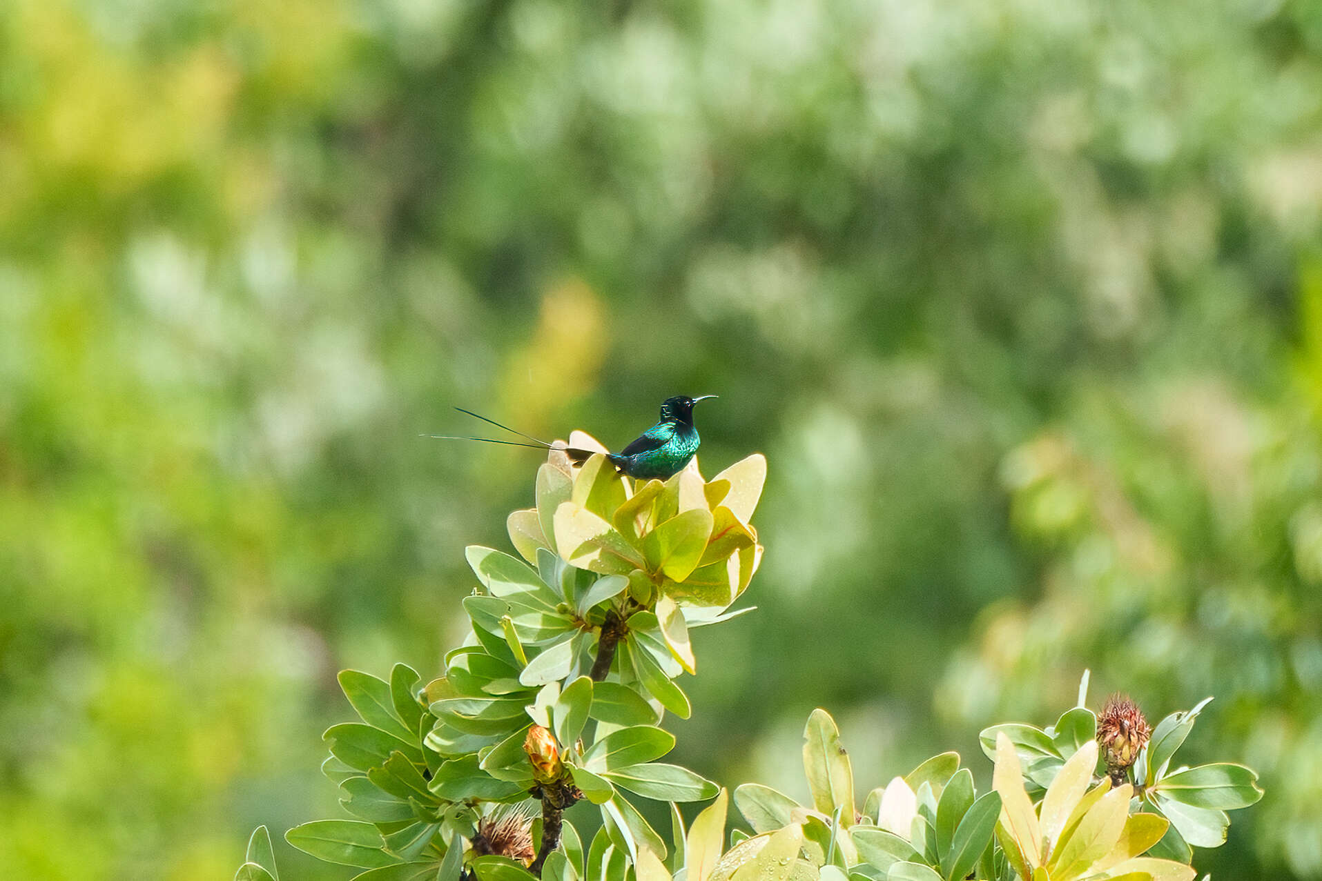 Image of Red-tufted Sunbird