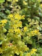 Sivun Sedum formosanum N. E. Br. kuva