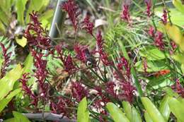 Image of Spinebill