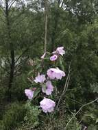 Слика од Ipomoea carnea Jacq.