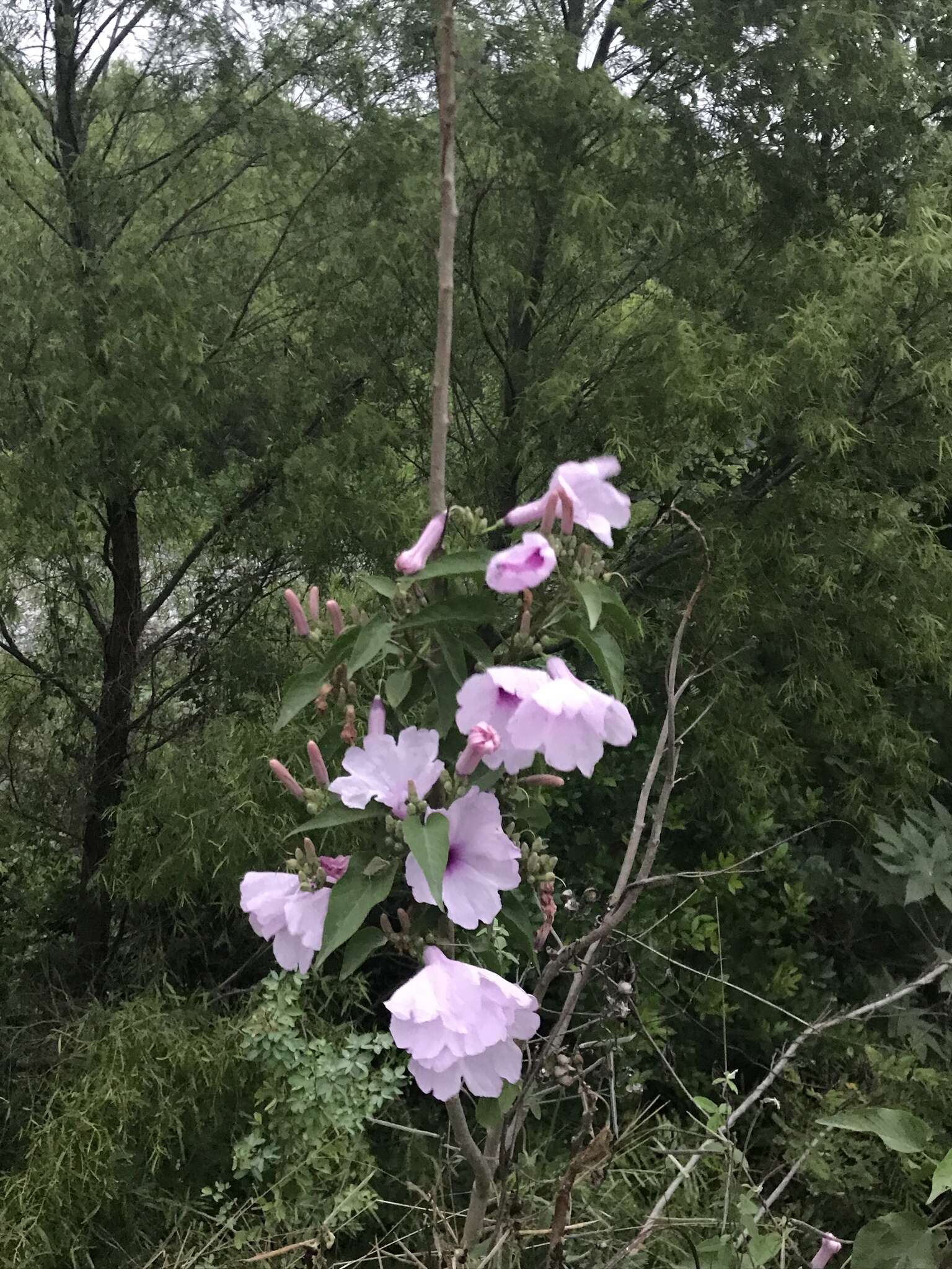 Слика од Ipomoea carnea Jacq.