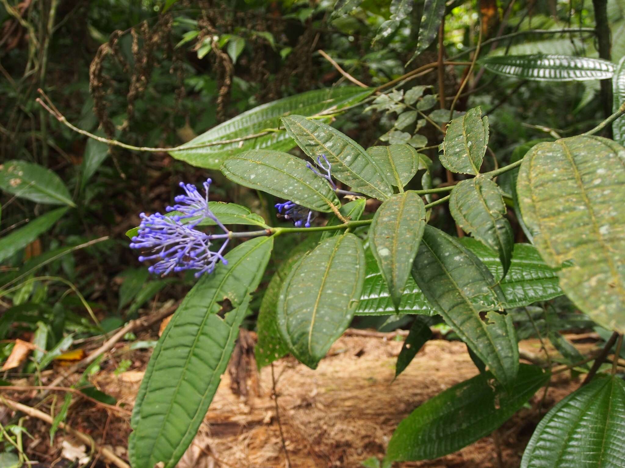 Faramea suerrensis (Donn. Sm.) Donn. Sm.的圖片