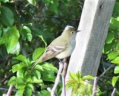 Image of White-crested Elaenia