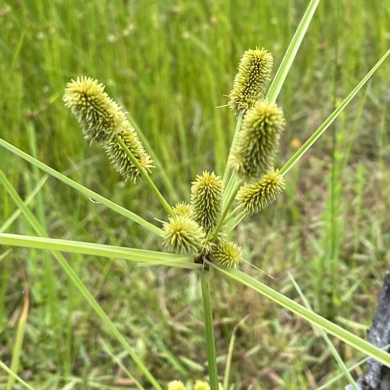 Image of ovateleaf flatsedge