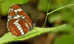 Image de Neptis rivularis Scopoli 1763