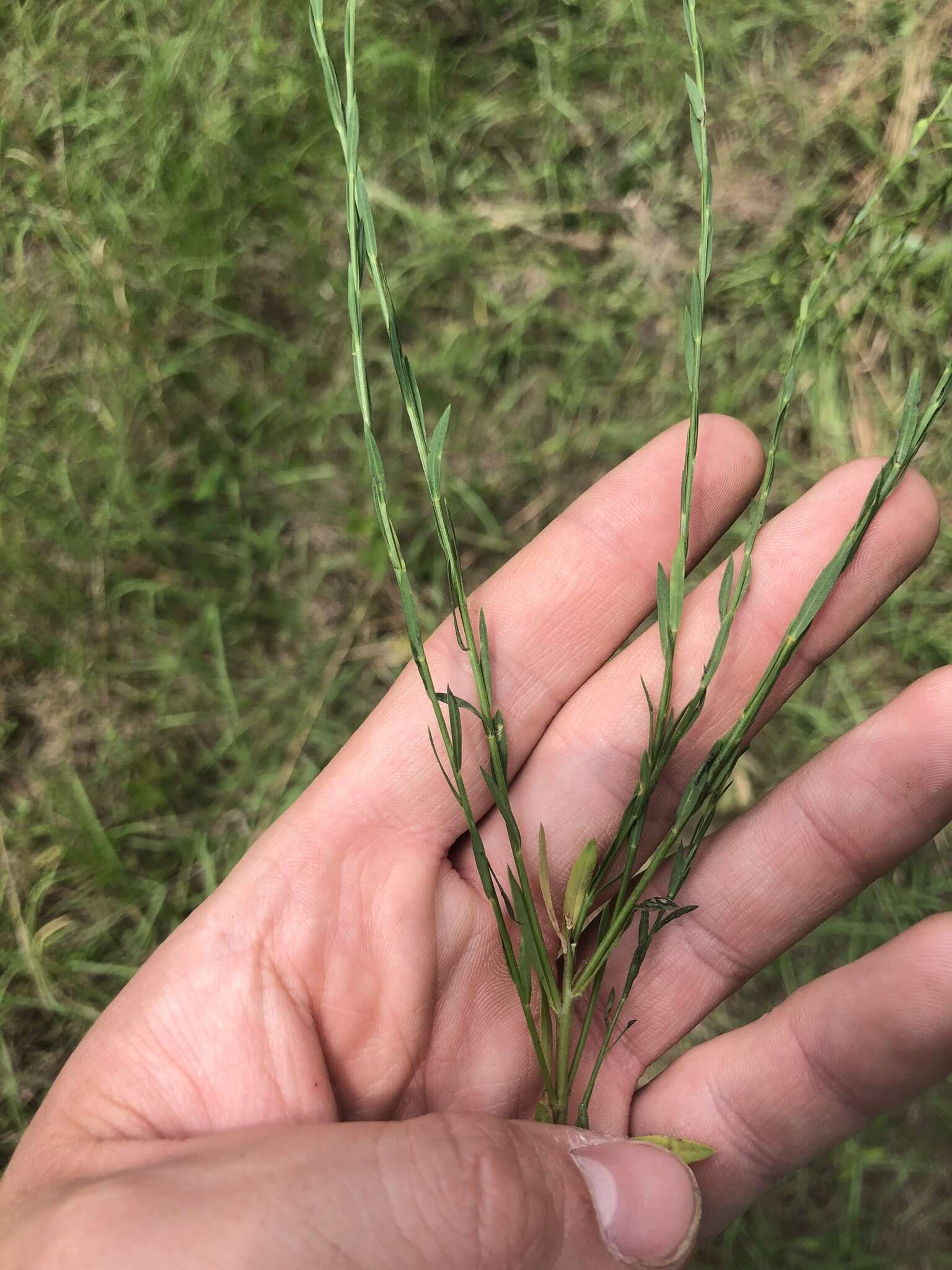 Image of Florida Yellow Flax