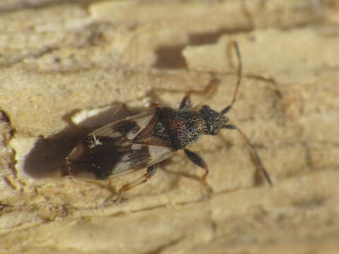 Image of Macroplax fasciata (Herrich-Schaeffer & G. H. W. 1835)