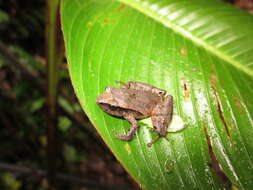 Image of Tilaran Robber Frog