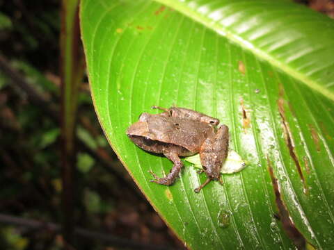 Image of Tilaran Robber Frog