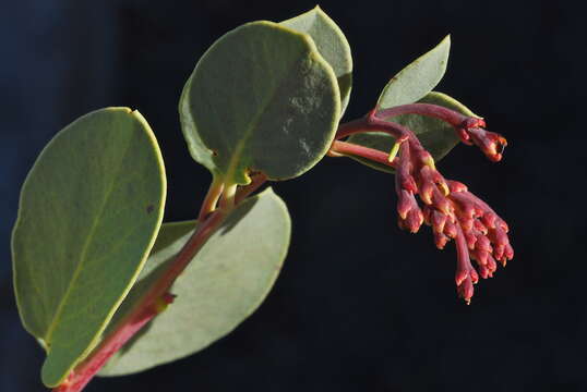 Arctostaphylos peninsularis subsp. juarezensis J. E. Keeley resmi