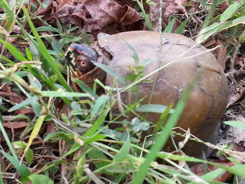 Image of Three-toed box turtle