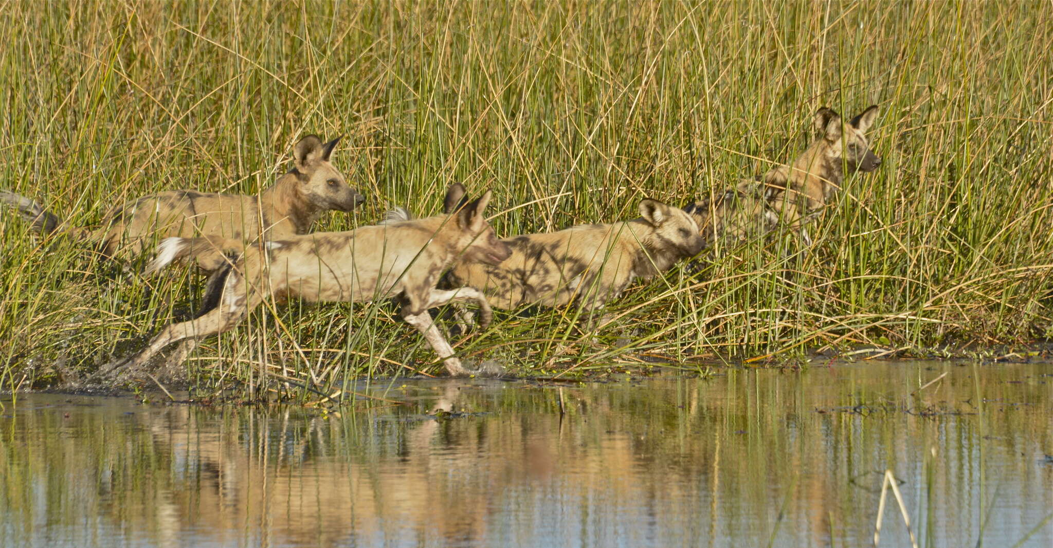 Lycaon pictus pictus (Temminck 1820)的圖片