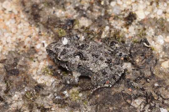 Image of Günther’s Toadlet