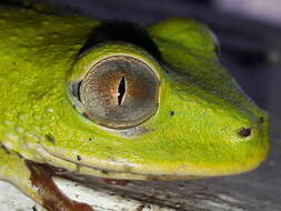 Image of Seychelles Tree Frog