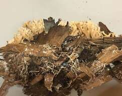 Ramaria pinicola (Burt) Corner 1961 resmi