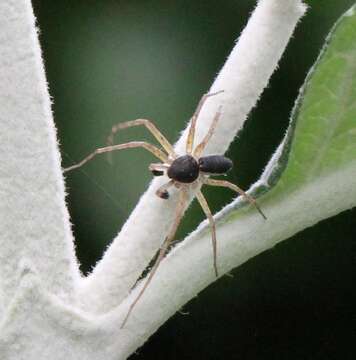 صورة Philodromus dispar Walckenaer 1826