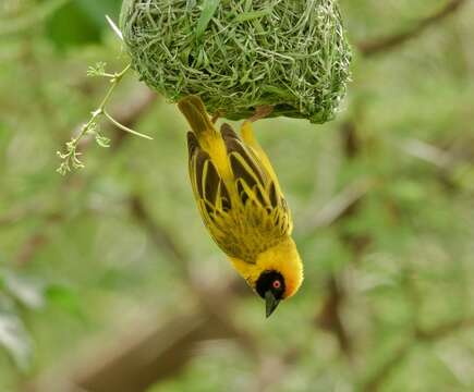 Image of African Masked Weaver