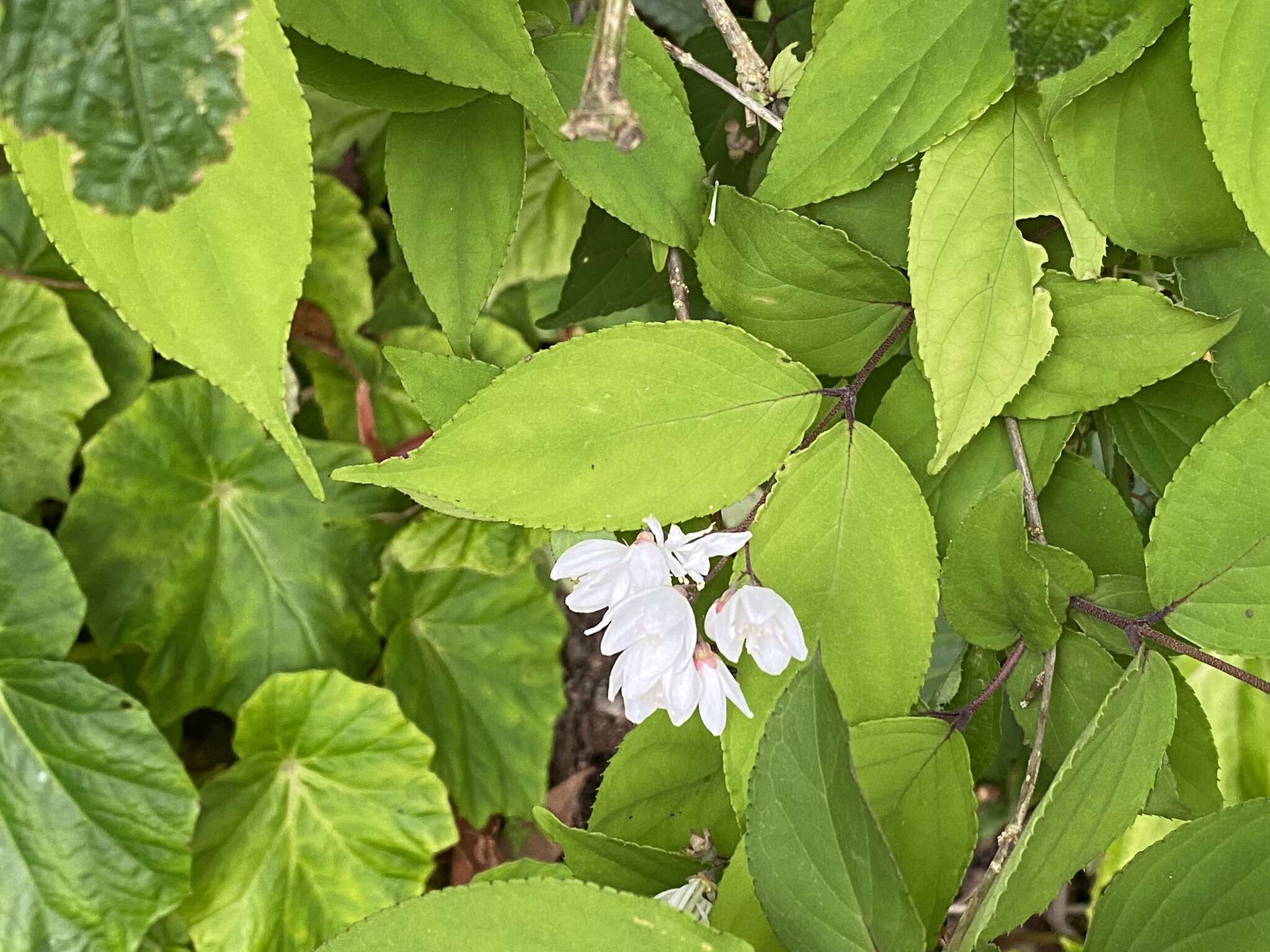 Image of Deutzia taiwanensis (Maxim.) C. K. Schneid.