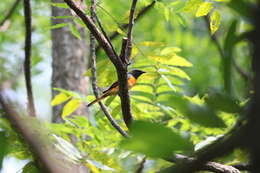 Image of Pericrocotus cinnamomeus thai Deignan 1947