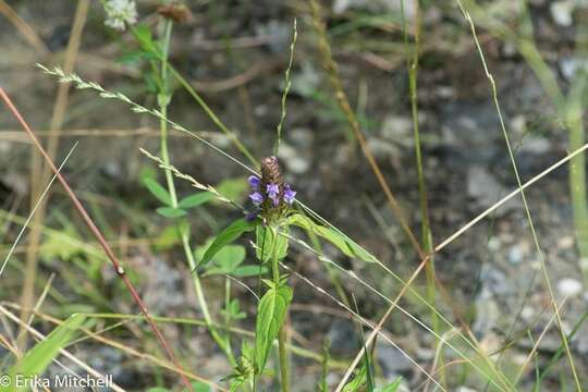 Image of lance selfheal