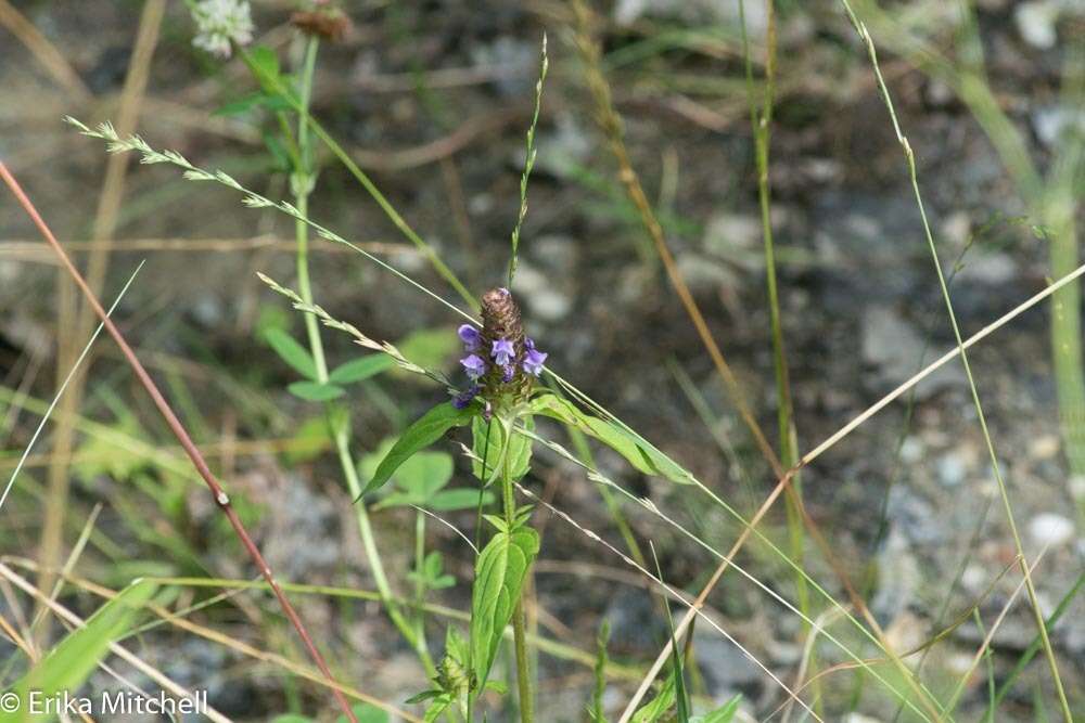 صورة Prunella vulgaris subsp. lanceolata (W. P. C. Barton) Piper & Beattie