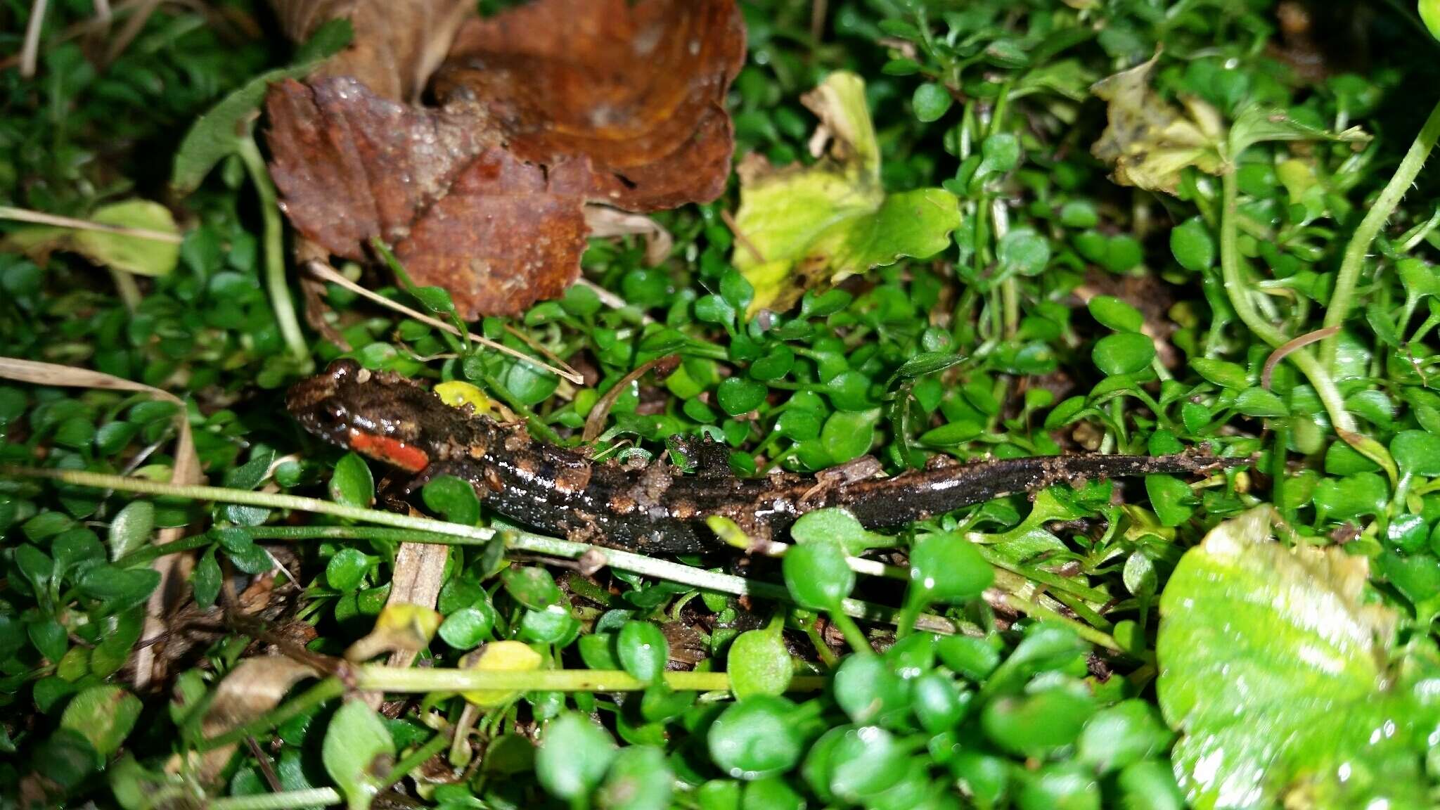 Image of Imitator Salamander