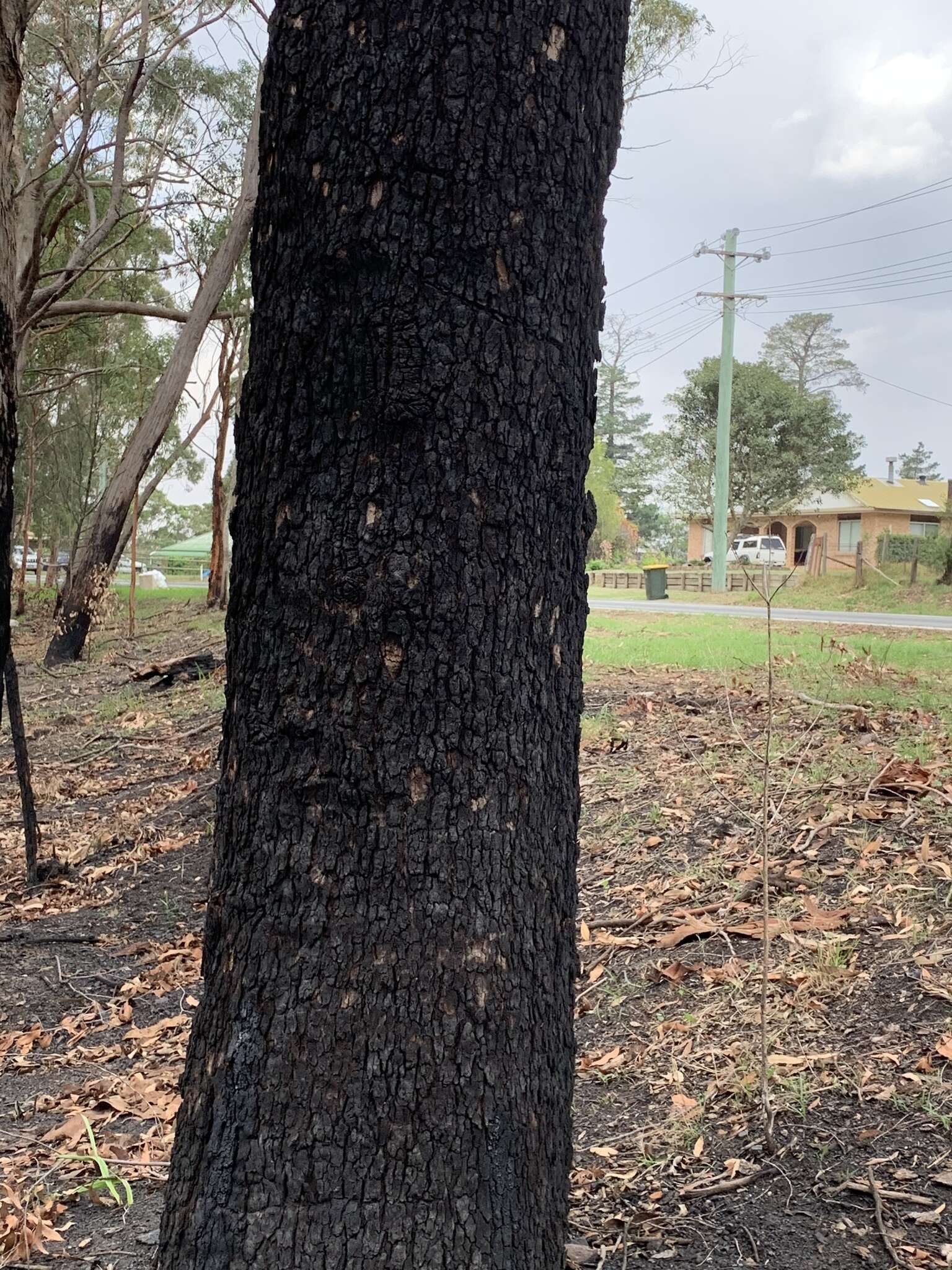 Image of red bloodwood