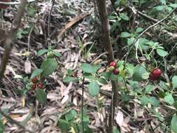 Image of Coprosma hirtella Labill.