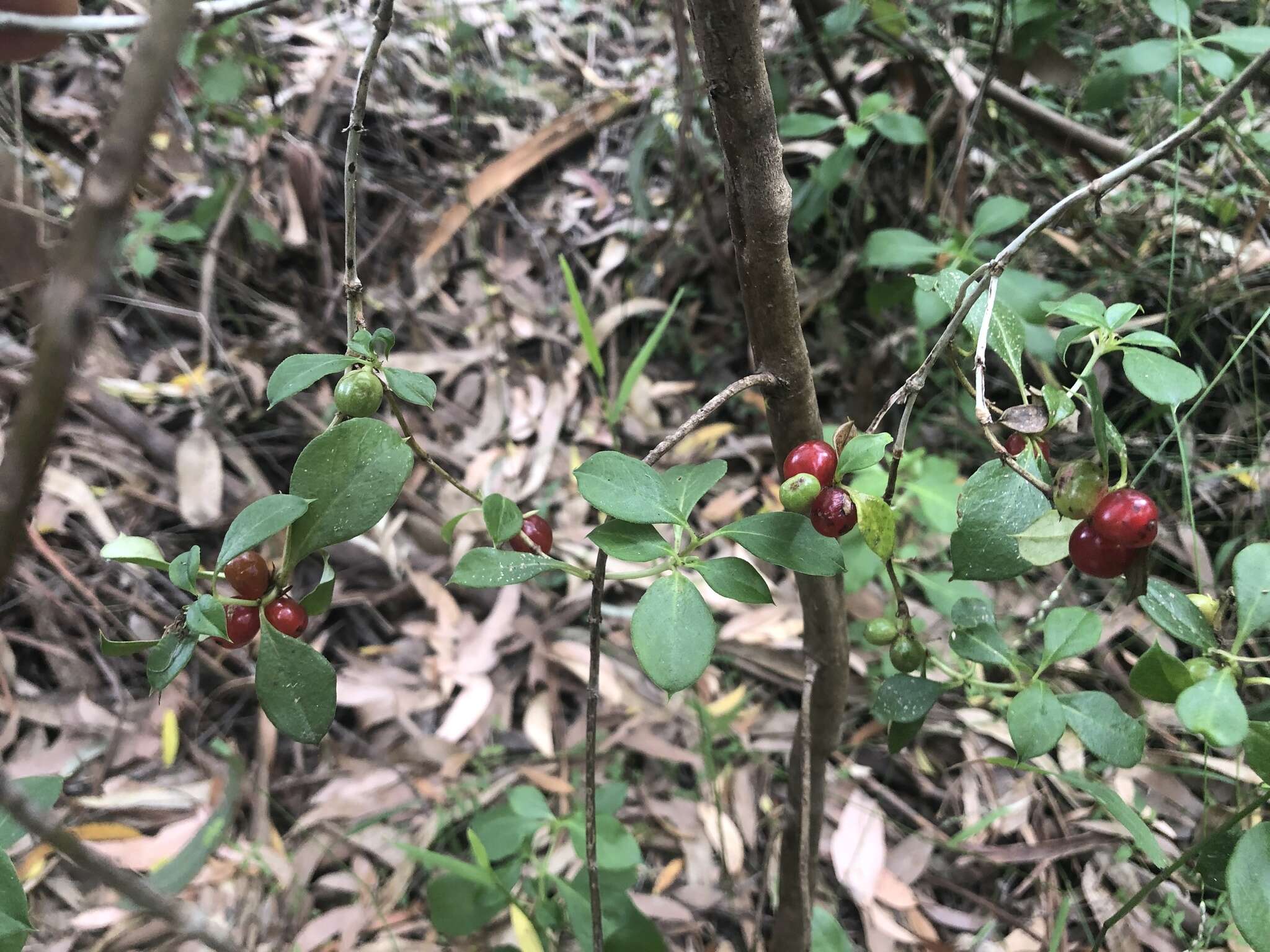 Sivun Coprosma hirtella Labill. kuva