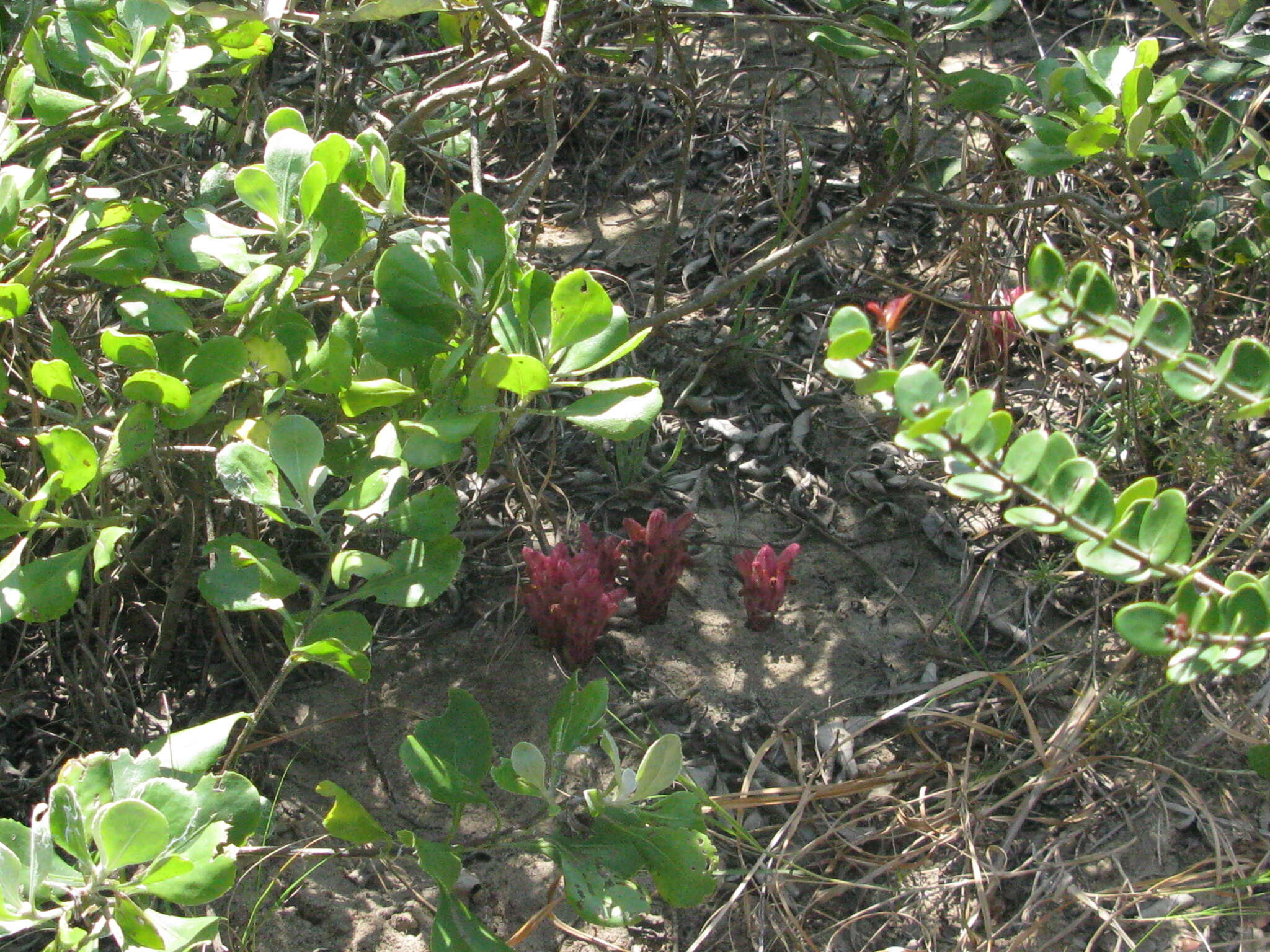 Image of Hyobanche fulleri Phillips