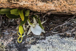 Imagem de Angraecum rutenbergianum Kraenzl.