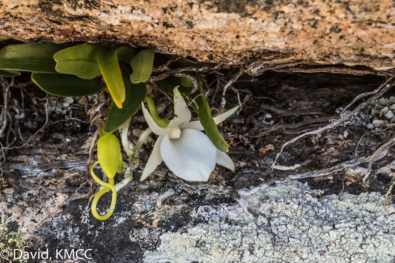 Imagem de Angraecum rutenbergianum Kraenzl.