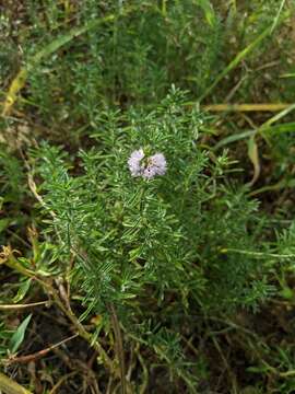 Image of hart's pennyroyal